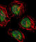 CCR4-NOT Transcription Complex Subunit 7 antibody, abx026091, Abbexa, Western Blot image 