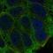 Serine Peptidase Inhibitor, Kunitz Type 1 antibody, HPA031178, Atlas Antibodies, Immunofluorescence image 