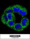 Annexin A2 antibody, 62-901, ProSci, Immunofluorescence image 