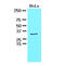 HCLS1 Associated Protein X-1 antibody, GTX57571, GeneTex, Western Blot image 