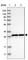 Mitochondrial Ribosomal Protein L28 antibody, HPA030594, Atlas Antibodies, Western Blot image 