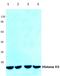 Histone H3 antibody, AP06169PU-N, Origene, Western Blot image 