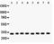 Survival Of Motor Neuron 2, Centromeric antibody, PA5-80043, Invitrogen Antibodies, Western Blot image 