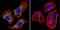 Calcium Voltage-Gated Channel Auxiliary Subunit Alpha2delta 1 antibody, NB120-2864, Novus Biologicals, Immunofluorescence image 