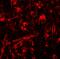 ORMDL Sphingolipid Biosynthesis Regulator 1 antibody, A12278, Boster Biological Technology, Immunofluorescence image 