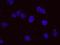 REST Corepressor 1 antibody, NB600-240, Novus Biologicals, Proximity Ligation Assay image 