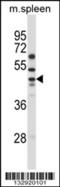 Solute Carrier Family 30 Member 6 antibody, 57-149, ProSci, Western Blot image 