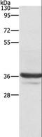 Annexin A3 antibody, LS-C400555, Lifespan Biosciences, Western Blot image 