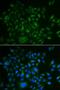 BMP And Activin Membrane Bound Inhibitor antibody, LS-C335683, Lifespan Biosciences, Immunofluorescence image 