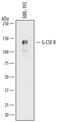 Colony Stimulating Factor 3 Receptor antibody, MAB381, R&D Systems, Western Blot image 