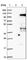 Elongin A antibody, HPA005910, Atlas Antibodies, Western Blot image 