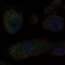 Keratin 25 antibody, HPA058943, Atlas Antibodies, Immunocytochemistry image 