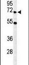 YTH N6-Methyladenosine RNA Binding Protein 3 antibody, PA5-26983, Invitrogen Antibodies, Western Blot image 