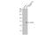 Fibronectin Leucine Rich Transmembrane Protein 2 antibody, GTX123309, GeneTex, Western Blot image 