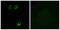 Olfactory Receptor Family 11 Subfamily L Member 1 antibody, A30859, Boster Biological Technology, Immunofluorescence image 