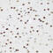 AE Binding Protein 2 antibody, 22-914, ProSci, Immunohistochemistry frozen image 