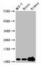 Histone Cluster 4 H4 antibody, CSB-RA010429A20me3HU, Cusabio, Western Blot image 