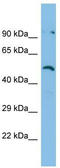 Zinc Finger Protein 480 antibody, TA339914, Origene, Western Blot image 
