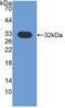 Chitinase 1 antibody, abx130881, Abbexa, Western Blot image 