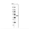 Citrate synthase, mitochondrial antibody, NBP2-36772, Novus Biologicals, Western Blot image 