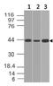 Interleukin 17 Receptor E antibody, M11492, Boster Biological Technology, Western Blot image 