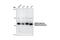 Protein Arginine Methyltransferase 5 antibody, 2252S, Cell Signaling Technology, Western Blot image 