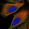 Nucleotide Binding Protein 1 antibody, NBP1-92205, Novus Biologicals, Immunofluorescence image 