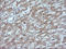 Mitogen-Activated Protein Kinase Kinase 1 antibody, LS-C174510, Lifespan Biosciences, Immunohistochemistry frozen image 