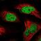 Nucleolar Protein 4 Like antibody, PA5-60432, Invitrogen Antibodies, Immunofluorescence image 