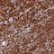 WD Repeat Domain 7 antibody, HPA042074, Atlas Antibodies, Immunohistochemistry frozen image 