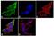 Dynamin 1 antibody, PA1-660, Invitrogen Antibodies, Immunofluorescence image 