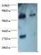 Goat IgG Fab antibody, LS-C210739, Lifespan Biosciences, Western Blot image 