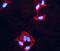 Protein Phosphatase, Mg2+/Mn2+ Dependent 1D antibody, A01576-1, Boster Biological Technology, Immunofluorescence image 