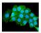 Beta-2-Microglobulin antibody, M00456-2, Boster Biological Technology, Immunofluorescence image 