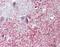 Shroom Family Member 2 antibody, NBP2-15437, Novus Biologicals, Immunohistochemistry paraffin image 