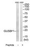 Putative beta-glucuronidase-like protein SMA3 antibody, PA5-49991, Invitrogen Antibodies, Western Blot image 