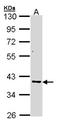 Aldo-Keto Reductase Family 7 Member A2 antibody, NBP1-32828, Novus Biologicals, Western Blot image 