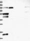 Coiled-Coil Domain Containing 113 antibody, NBP2-14444, Novus Biologicals, Western Blot image 