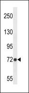 Dpy-19 Like 4 antibody, LS-C167256, Lifespan Biosciences, Western Blot image 