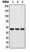 G Protein-Coupled Receptor 176 antibody, LS-C353316, Lifespan Biosciences, Western Blot image 