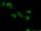 Peptidylprolyl Isomerase Like 1 antibody, 15144-1-AP, Proteintech Group, Immunofluorescence image 