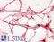 Galectin 3 antibody, LS-B14625, Lifespan Biosciences, Immunohistochemistry paraffin image 