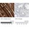 Junctophilin 1 antibody, NBP1-83075, Novus Biologicals, Immunohistochemistry paraffin image 