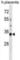 Olfactory Receptor Family 4 Subfamily K Member 13 antibody, abx028678, Abbexa, Western Blot image 