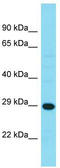 Haloacid Dehalogenase Like Hydrolase Domain Containing 3 antibody, TA337338, Origene, Western Blot image 