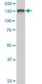 SPT5 Homolog, DSIF Elongation Factor Subunit antibody, H00006829-M04, Novus Biologicals, Western Blot image 