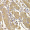 Ras Protein Specific Guanine Nucleotide Releasing Factor 1 antibody, LS-C346159, Lifespan Biosciences, Immunohistochemistry frozen image 