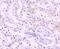 SET Nuclear Proto-Oncogene antibody, NBP2-75661, Novus Biologicals, Immunohistochemistry paraffin image 