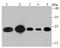 Tumor Protein, Translationally-Controlled 1 antibody, A03414-1, Boster Biological Technology, Western Blot image 
