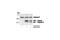 Caspase 9 antibody, 9504S, Cell Signaling Technology, Western Blot image 